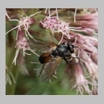 Hemyda vittata - Raupenfliege 01.jpg